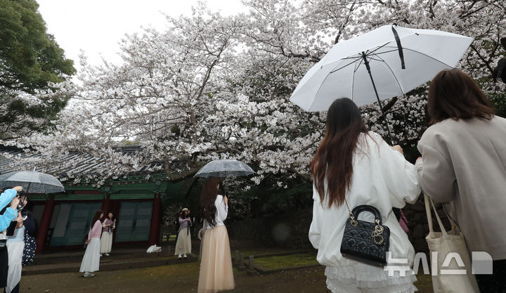 [제주=뉴시스] 우장호 기자 = 봄비가 내리는 30일 오전 제주시내권 대표적인 관광지인 삼성혈에 시민과 중화권 방문객들이 찾아와 활짝 핀 벚꽃 아래서 즐거운 시간을 보내고 있다. 2026.03.30. woo1223@newsis.com