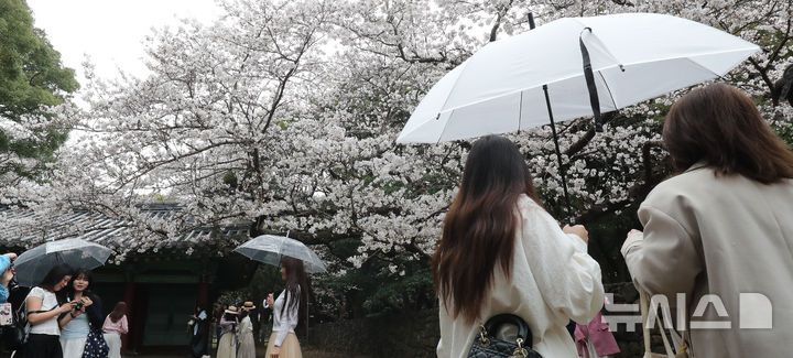 [제주=뉴시스] 우장호 기자 = 봄비가 내리는 30일 오전 제주시내권 대표적인 관광지인 삼성혈에 시민과 중화권 방문객들이 찾아와 활짝 핀 벚꽃 아래서 즐거운 시간을 보내고 있다. 2026.03.30. woo1223@newsis.com