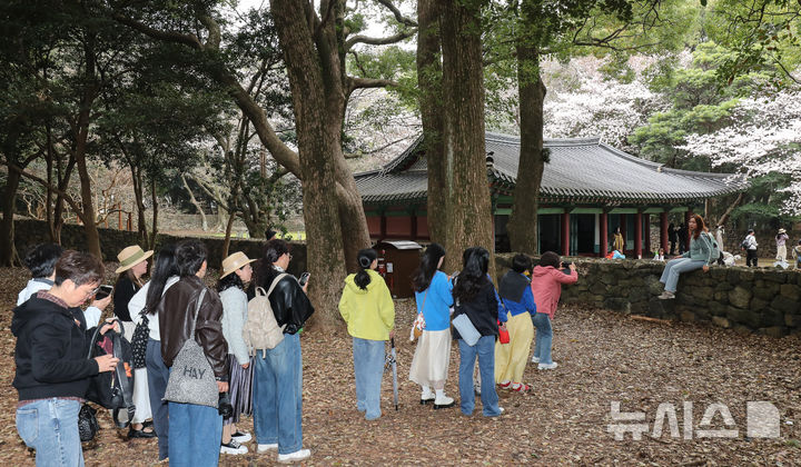 [제주=뉴시스] 우장호 기자 = 봄비가 내리는 30일 오전 제주시내권 대표적인 관광지인 삼성혈에 시민과 중화권 방문객들이 찾아와 활짝 핀 벚꽃 아래서 인생샷을 남기고 있다. 2026.03.30. woo1223@newsis.com