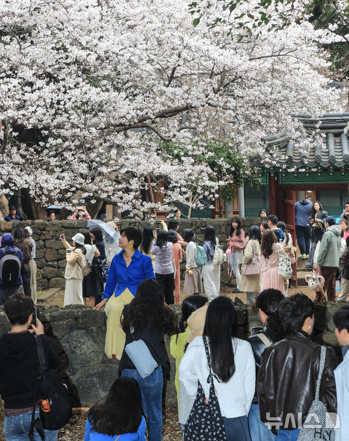 [제주=뉴시스] 우장호 기자 = 봄비가 내리는 30일 오전 제주시내권 대표적인 관광지인 삼성혈에 시민과 중화권 방문객들이 찾아와 활짝 핀 벚꽃 아래서 인생샷을 남기고 있다. 2026.03.30. woo1223@newsis.com