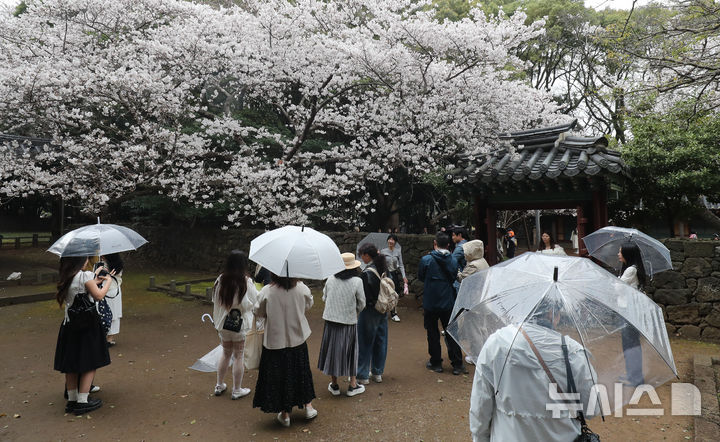 [제주=뉴시스] 우장호 기자 = 봄비가 내리는 30일 오전 제주시내권 대표적인 관광지인 삼성혈에 시민과 중화권 방문객들이 찾아와 활짝 핀 벚꽃 아래서 즐거운 시간을 보내고 있다. 2026.03.30. woo1223@newsis.com