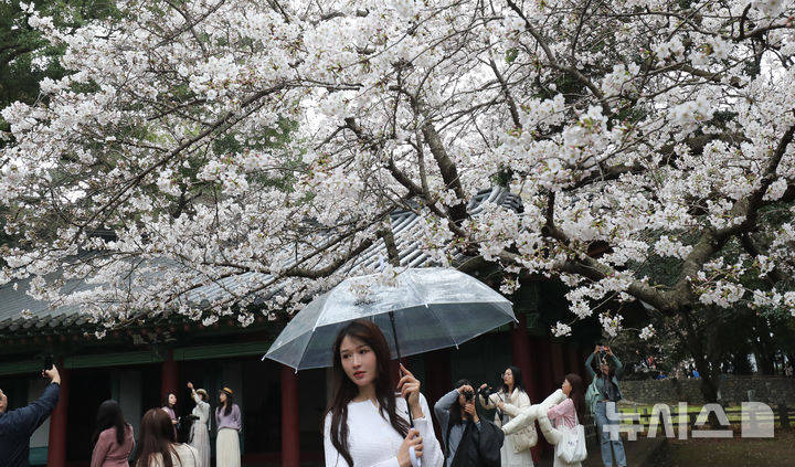 [제주=뉴시스] 우장호 기자 = 봄비가 내리는 30일 오전 제주시내권 대표적인 관광지인 삼성혈에 시민과 중화권 방문객들이 찾아와 활짝 핀 벚꽃 아래서 즐거운 시간을 보내고 있다. 2026.03.30. woo1223@newsis.com