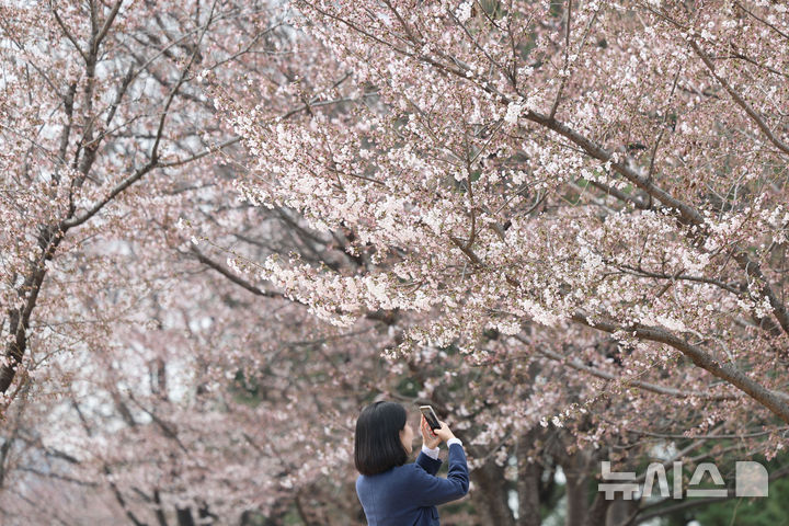 [서울=뉴시스] 권창회 기자 = 30일 서울 여의도 윤중로 벚꽃길에 벚꽃이 피어있다. 윤중로 벚꽃길은 오는 4월 1일부터 여의도 봄꽃축제를 위해 교통이 전면통제된다. 2026.03.30. kch0523@newsis.com