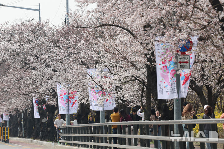 [서울=뉴시스] 권창회 기자 = 30일 서울 여의도 윤중로 벚꽃길에 벚꽃이 피어있다. 윤중로 벚꽃길은 오는 4월 1일부터 여의도 봄꽃축제를 위해 교통이 전면통제된다. 2026.03.30. kch0523@newsis.com