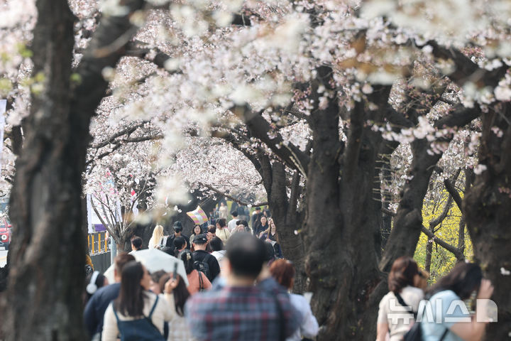 [서울=뉴시스] 권창회 기자 = 30일 서울 여의도 윤중로 벚꽃길에 벚꽃이 피어있다. 윤중로 벚꽃길은 오는 4월 1일부터 여의도 봄꽃축제를 위해 교통이 전면통제된다. 2026.03.30. kch0523@newsis.com