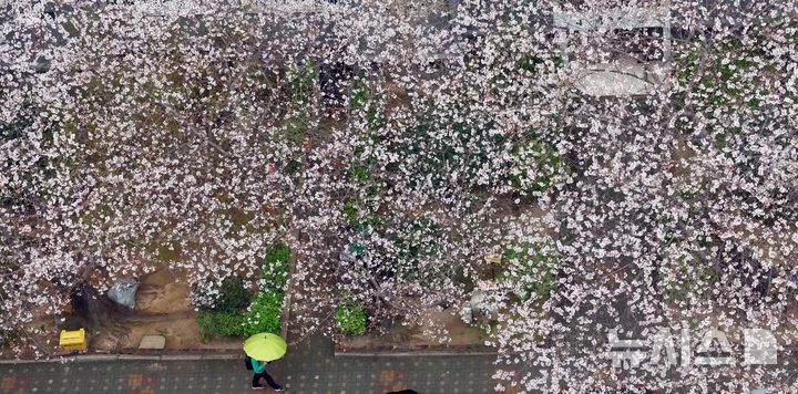 [부산=뉴시스] 하경민 기자 = 봄비가 내린 30일 부산 수영구의 한 아파트에서 활짝 핀 벚꽃나무 아래로 한 시민이 우산을 쓴 채 걸어가고 있다. 2026.03.30. yulnetphoto@newsis.com