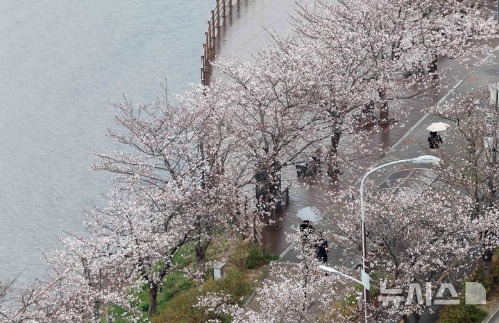 [부산=뉴시스] 하경민 기자 = 봄비가 내린 30일 부산 수영구 수영강변에서 활짝 핀 벚꽃나무 아래로 시민들이 우산을 쓴 채 걸어가고 있다. 2026.03.30. yulnetphoto@newsis.com