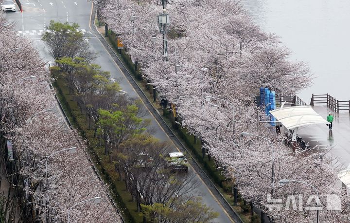 [부산=뉴시스] 하경민 기자 = 봄비가 내린 30일 부산 수영구 수영강변에서 활짝 핀 벚꽃나무 아래로 시민들이 우산을 쓴 채 걸어가고 있다. 2026.03.30. yulnetphoto@newsis.com