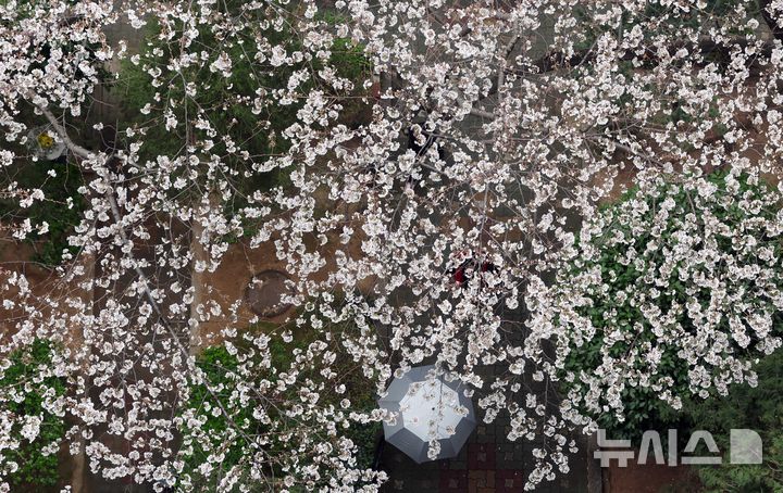 [부산=뉴시스] 하경민 기자 = 봄비가 내린 30일 부산 수영구의 한 아파트에서 활짝 핀 벚꽃나무 아래로 한 시민이 우산을 쓴 채 걸어가고 있다. 2026.03.30. yulnetphoto@newsis.com