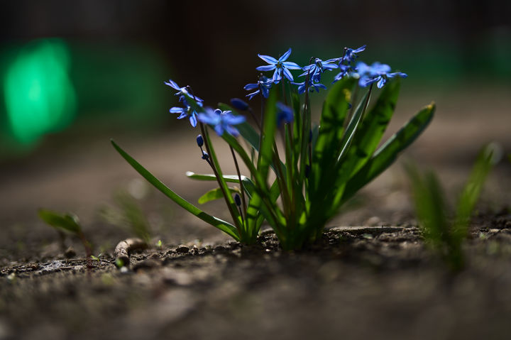 [모스크바=AP/뉴시스] 3월 30일(현지 시간) 러시아 모스크바의 한 거리에 봄에 가장 먼저 피는 꽃 중 하나인 '푸른 스노드롭'으로도 알려진 스킬라 시베리카가 피어 있다. 2026.04.01.