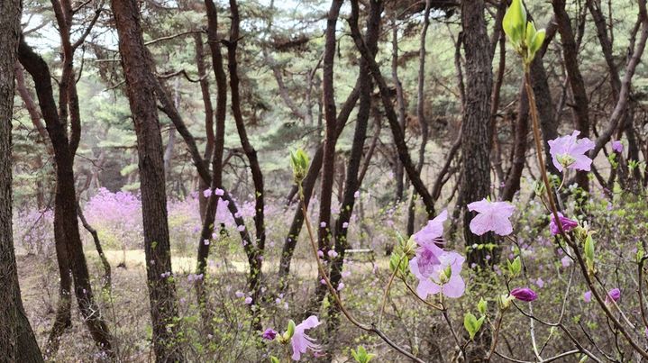 [서울=뉴시스] 진달래숲길 (사진=국가유산청 제공) 2026.03.31. photo@newsis.com *재판매 및 DB 금지