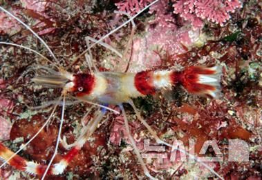 [서울=뉴시스] 4월 해양생물.