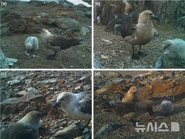 [서울=뉴시스] 케이프 뫼비우스에서 설치된 모니터링 카메라에 포착된 남극도둑갈매기의 새끼 먹이 전달 장면. 어류(a·b), 펭귄(c), 물범 내장(d)
