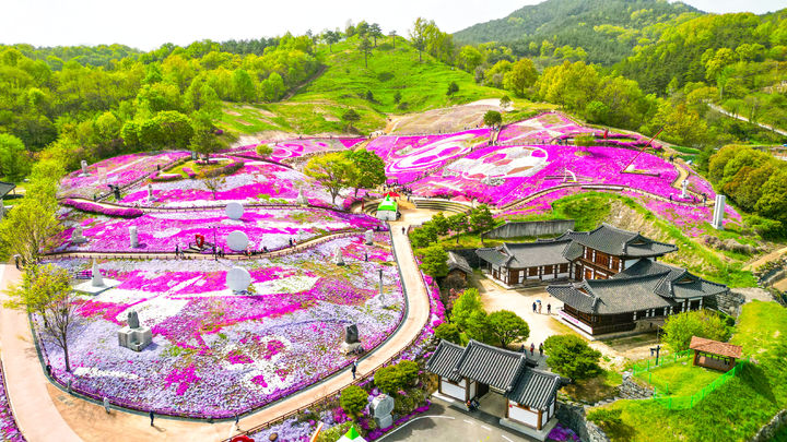 [산청=뉴시스] 산청 생초면 꽃잔디 (사진=산청군 제공) 2026. 03. 31. photo@newsis.com *재판매 및 DB 금지