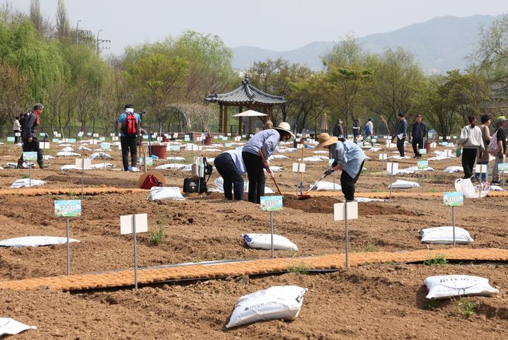 [서울=뉴시스] 세곡천 힐링텃밭 개장식에서 모종을 심는 구민들. 2026.03.31. (사진=강남구 제공) *재판매 및 DB 금지