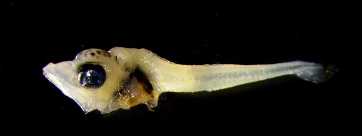 [부산=뉴시스] 동해 강원 북부 해역에서 채집된 참다랑어 자어(크기 5.4㎜). (사진=국립수산과학원 제공) 2026.03.31. photo@newsis.com *재판매 및 DB 금지