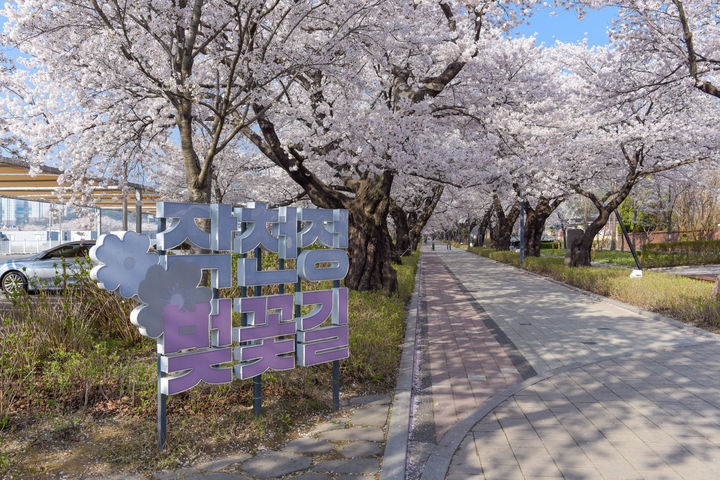 [울산=뉴시스] 울산 울주군은 벚꽃 개화철을 맞아 내달 5일까지 삼남읍 작천정 벚꽃길 일대에서 ‘제7회 울주 작천정 벚꽃축제’를 개최한다고 31일 밝혔다. (사진= 울주군 제공) 2026.03.31.photo@newsis.com *재판매 및 DB 금지