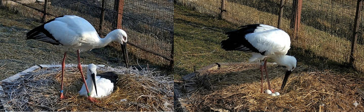 [예산=뉴시스] 예산황새공원 한일 황새 짝(왼쪽)과 이들이 올해 처음 낳은 알 모습. (사진=예산군 제공) 2026.03.31. photo@newsis.com *재판매 및 DB 금지