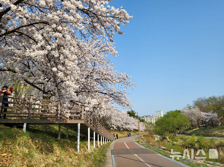 [성남=뉴시스] 성남 중앙공원 분당천변 벚꽃길 (사진=성남시 제공) 2026.03.31.photo@newsis.com