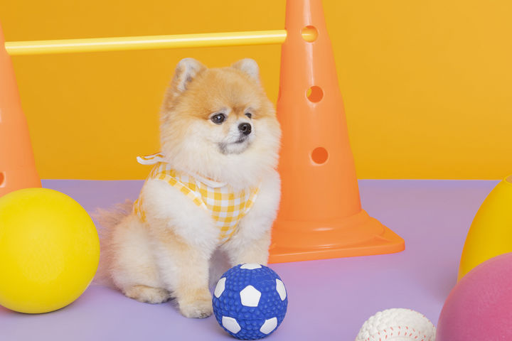 [서울=뉴시스] 중국의 한 여성이 한 달에 수백만원을 들여 반려견을 '개 유치원'에 보낸다는 사실이 알려져 화제다. (사진=유토이미지) *재판매 및 DB 금지