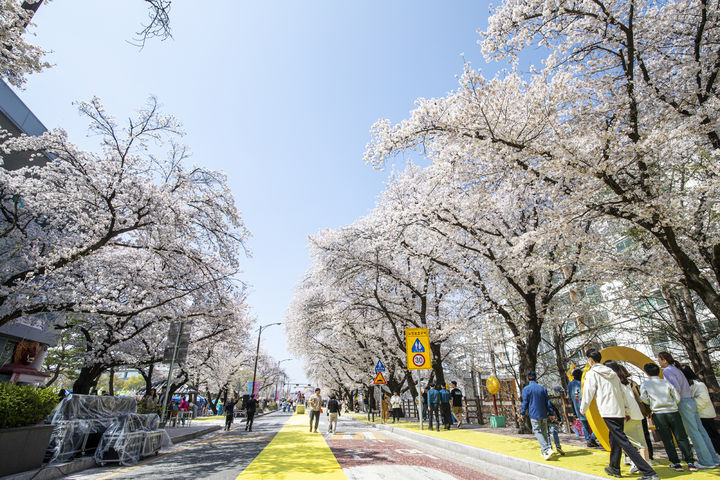 [안동=뉴시스] 안동 낙동강변 벚꽃길에 벚꽃이 활짝 피어 있다. (사진=안동시 제공) 2026.03.31. photo@newsis.com *재판매 및 DB 금지