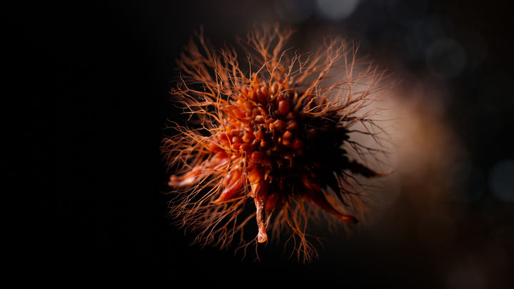 [서울=뉴시스] 지난 30일(현지시각) 영국 데일리메일은 호주 전문가의 연구를 인용하여 유방암에 걸릴 위험도가 높은 조건을 보도했다. 연구에 따르면 술을 마시는 과체중 또는 비만의 중년 미혼 여성이 가장 유방암에 취약한 것으로 나타났다. (사진=유토이미지)