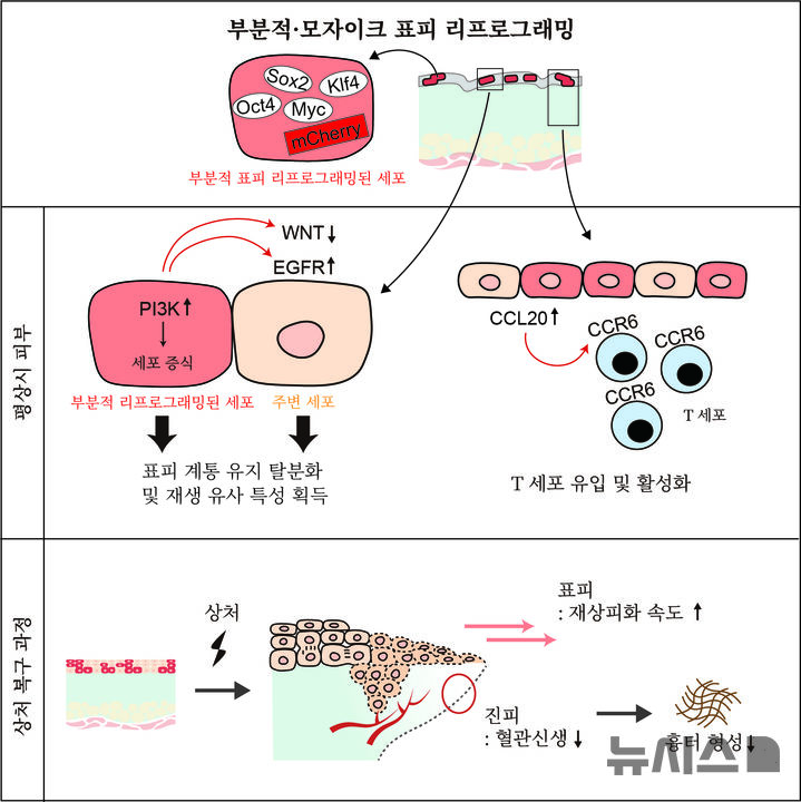 [포항=뉴시스] = 포스텍 생명과학과·융합대학원 최세규 교수 연구팀이 피부 세포 일부를 미리 '준비된 상태'로 바꿔 상처가 생기는 순간, 곧바로 빠른 회복에 돌입할 수 있는 원리를 규명했다. 사진은 부분적·모자이크 표피 리프로그래밍이 이웃 세포와 조직 환경을 조절해 상처 회복을 촉진하는 과정. (사진=포스텍 제공) 2026.03.31. photo@newsis.com