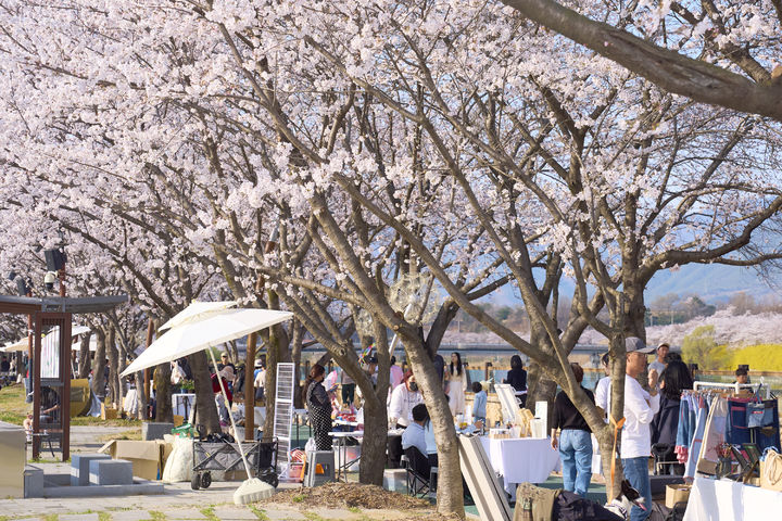 [구례=뉴시스] 섬진강 변 구례300리 벚꽃축제장을 찾은 관광객들이 활짝핀 벚꽃을 감상하고 있다. (사진=구레군 제공) 2026.03.31. photo@newsis.com *재판매 및 DB 금지