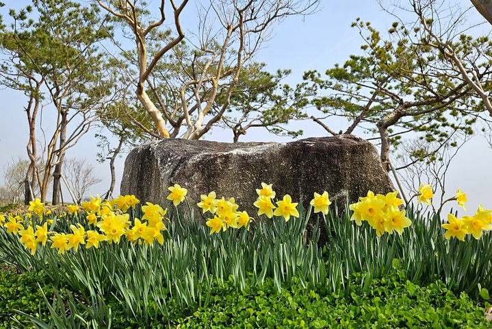 지난해 영산강정원 곳곳에 식재한 수선화가 꽃망울을 터뜨리며 봄을 알리고 있다. (사진=나주시 제공) photo@newsis.com *재판매 및 DB 금지