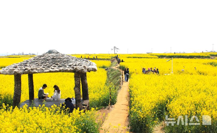 [포항=뉴시스] 송종욱 기자 = 포항 호미반도 유채꽃 전경. 2026.03.31. sjw@newsis.com