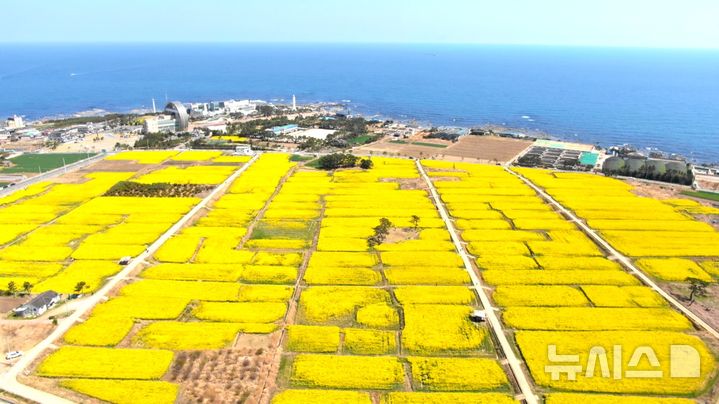 [포항=뉴시스] = 포항 호미반도 유채꽃 전경. 2026.03.31. photo@newsis.com