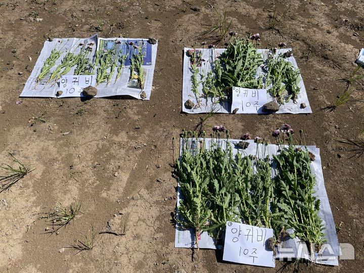 [제주=뉴시스] 제주지방해양경찰청 마약류 단속 사진. (사진=제주지방해양경찰청 제공) 2026.03.31. photo@newsis.com