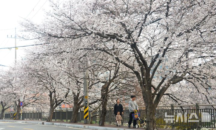 [전주=뉴시스] 김얼 기자 = 완연한 봄 날씨가 이어지고 있는 31일 전북 전주시 덕진구 아중천에 봄의 전령사인 벛꽃이 개화하고 있다. 2026.03.31. pmkeul@newsis.com