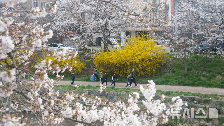 [전주=뉴시스] 김얼 기자 = 완연한 봄 날씨가 이어지고 있는 31일 전북 전주시 덕진구 아중천에 봄의 전령사인 벛꽃이 개화하고 있다. 2026.03.31. pmkeul@newsis.com