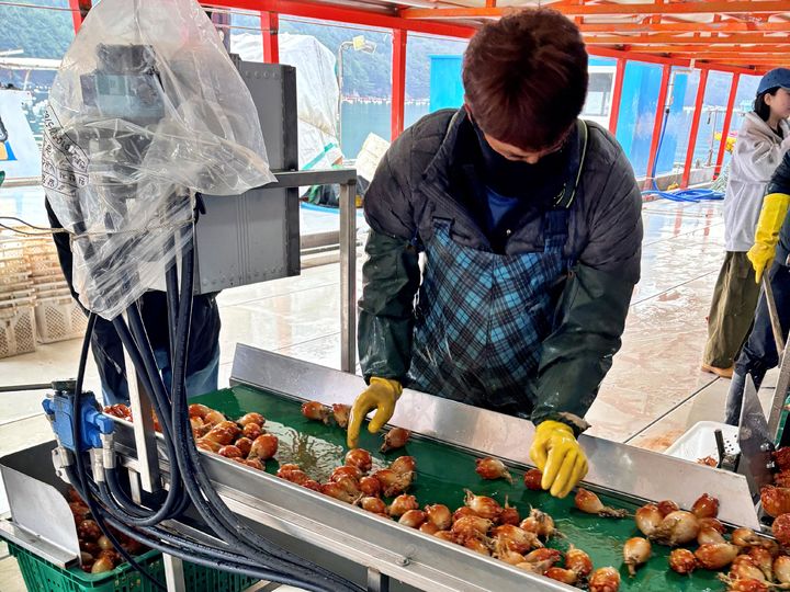 [서울=뉴시스]롯데마트 멍게 작업 사진. (사진=롯데마트 제공) *재판매 및 DB 금지