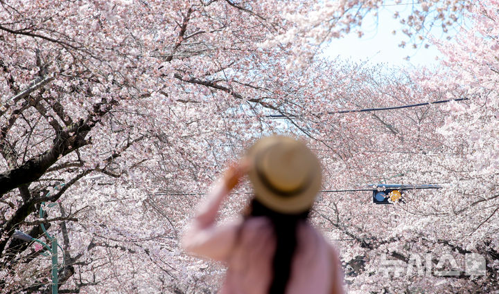 [제주=뉴시스] 우장호 기자 = 화창한 봄날씨를 보인 31일 오후 제주도내 대표적인 벚꽃 명소인 제주대학교 인근 도로변에 나들이객이 찾아와 인생샷을 남기며 즐거운 시간을 보내고 있다. 2026.03.31. woo1223@newsis.com