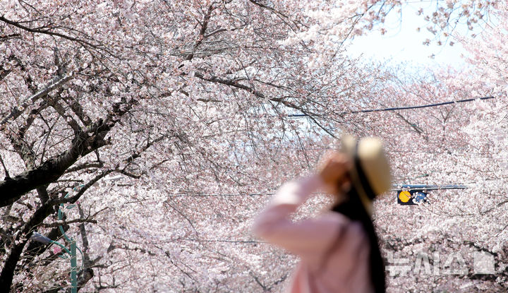 [제주=뉴시스] 우장호 기자 = 화창한 봄날씨를 보인 31일 오후 제주도내 대표적인 벚꽃 명소인 제주대학교 인근 도로변에 나들이객이 찾아와 인생샷을 남기며 즐거운 시간을 보내고 있다. 2026.03.31. woo1223@newsis.com