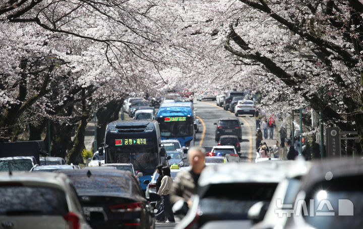 [제주=뉴시스] 우장호 기자 = 화창한 봄날씨를 보인 31일 오후 제주도내 대표적인 벚꽃 명소인 제주대학교 인근 도로변에 나들이객이 찾아와 인생샷을 남기며 즐거운 시간을 보내고 있다. 2026.03.31. woo1223@newsis.com