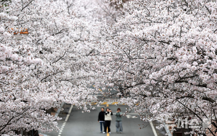 [대구=뉴시스] 이무열 기자 = 포근한 봄 날씨를 보인 31일 대구 달서구 계명대학교 성서캠퍼스에 벚꽃이 활짝 피어 있다. 2026.03.31. lmy@newsis.com