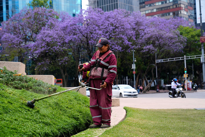 [멕시코시티=AP/뉴시스] 지난달 31일(현지 시간) 멕시코 수도 멕시코시티의 차풀테펙 공원에 자카란다꽃이 만개한 가운데 한 인부가 잔디를 정리하고 있다. 매년 3월부터 4월까지 자줏빛 자카란다꽃이 멕시코 도시의 거리와 공원, 광장을 수놓으며 그림 같은 풍경을 연출하지만 중동전쟁으로 경제 전망은 밝지않다. 2026.04.15.