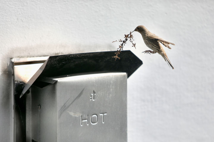 [시애틀=AP/뉴시스] 지난달 31일(현지 시간) 미 워싱턴주 시애틀의 한 주택 환기구에 둥지를 틀려는 암컷 하우스 핀치 한 마리가 작은 나뭇가지를 물고 날아들고 있다. 2026.04.01.