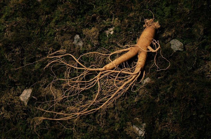 [서울=뉴시스] 인삼 (사진=국가유산청 제공) 2026.04.01. photo@newsis.com *재판매 및 DB 금지