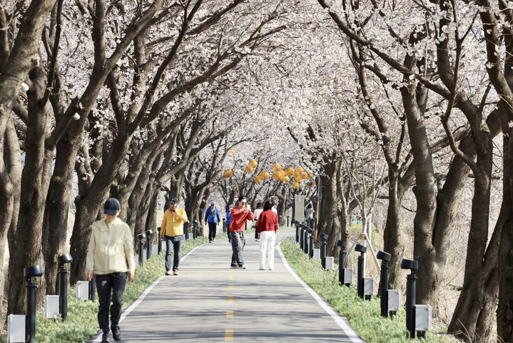2025 보은 벚꽃길 축제(사진=보은군 제공) *재판매 및 DB 금지