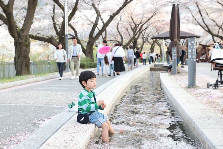 지난해 봄 벚꽃 만개한 충주 수안보 *재판매 및 DB 금지