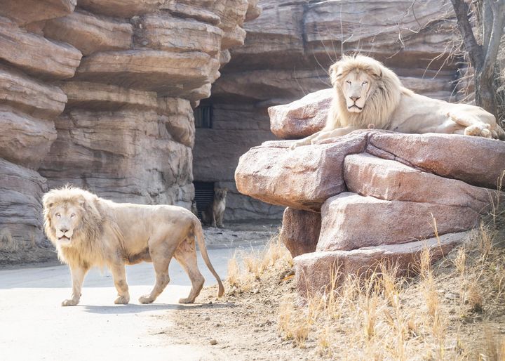 (사진=에버랜드 제공) *재판매 및 DB 금지