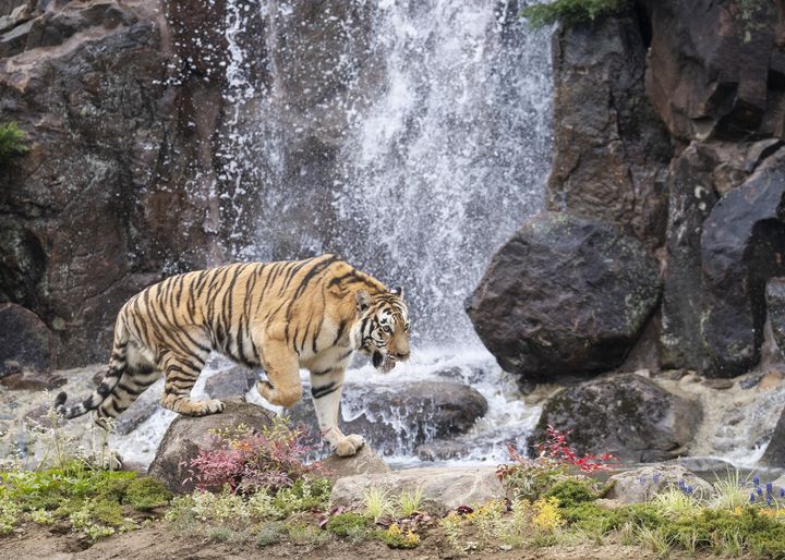 (사진=에버랜드 제공) *재판매 및 DB 금지