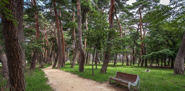 [서울=뉴시스] 허난설헌 생가터 뒤편으로 펼쳐진 소나무 숲. (사진 = 강릉방문의 해 홈페이지 캡처) *재판매 및 DB 금지