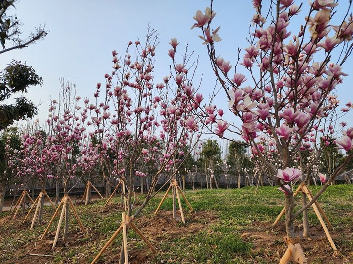 [신안=뉴시스]자은도 1004 뮤지엄파크 ‘목련정원’. (사진=신안군 제공) 2026.04.01. photo@newsis.com *재판매 및 DB 금지
