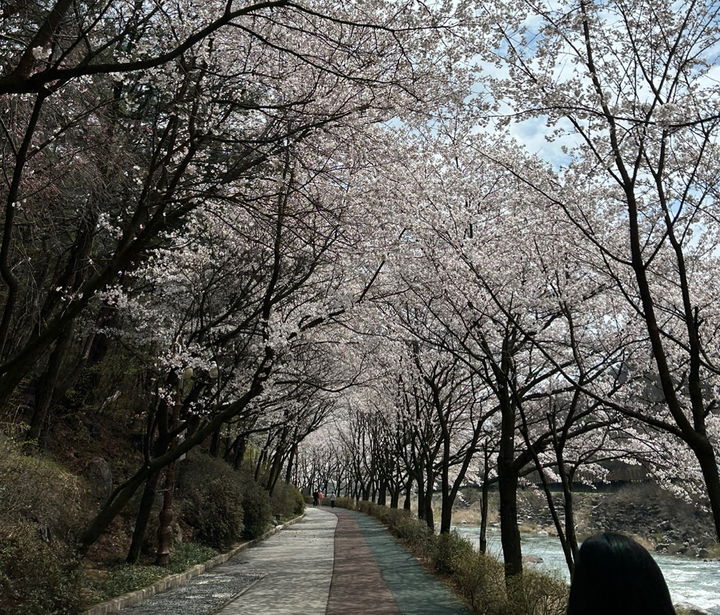 [거창=뉴시스] 건계정 산책로 벚꽃 (사진=거창군 제공) 2026. 04. 01. photo@newsis.com *재판매 및 DB 금지