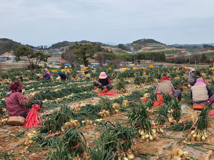 [무안=뉴시스] 농작물 수확하는 전남 여성농업인들. (사진=전남도 제공) 2026.04.01. photo@newsis.com *재판매 및 DB 금지